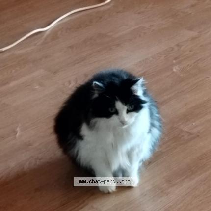 Photo 1/1 iris Chat lost in Le bar sur loup