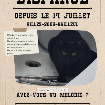 Photo 1/1 Mélodie Chat lost in Villez sous bailleul
