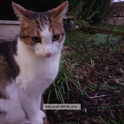 Photo 1/1 Couky Chat lost in Volstroff