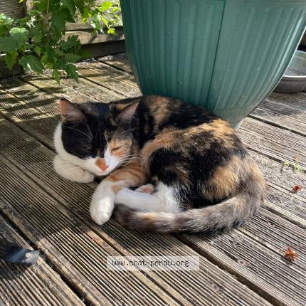 Photo 1/1 Lemikii Chat lost in Lons le saunier