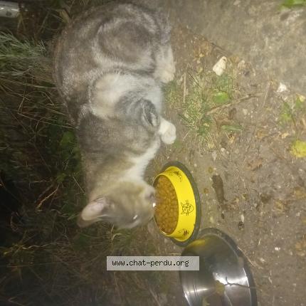 Photo 1/1 Found cat Found in Ahuy