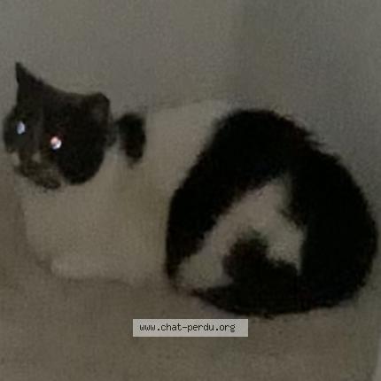 Photo 1/1 Y&uuml;ka Chat lost in Annay sous lens