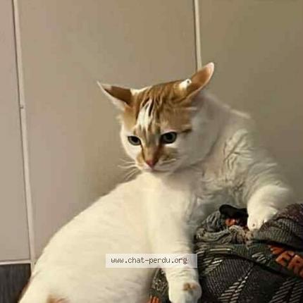 Photo 1/1 rubi Chat lost in Dunkerque