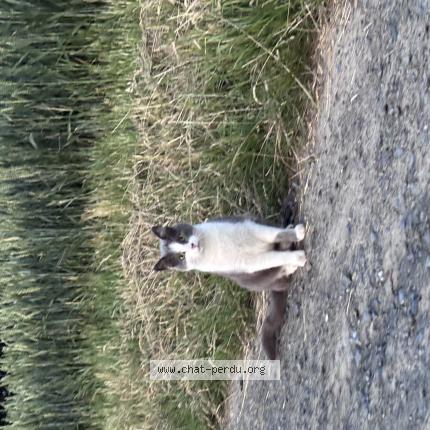 Photo 1/1 Gris-Gris Chat lost in Grignan