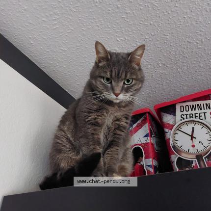 Foto 1/1 Kat teruggevonden Vermist in Heron