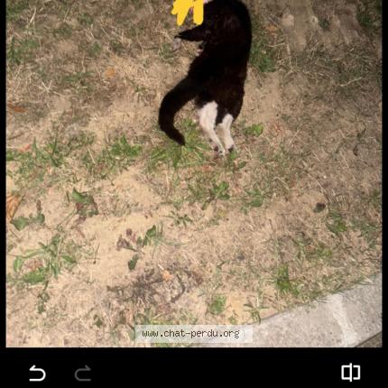 Photo 1/1 Found cat Found in Cergy