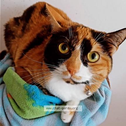 Photo 1/1 Duchesse Chat lost in Saint quentin