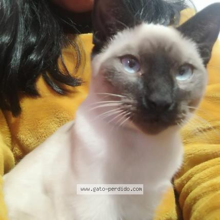 Photo 1/1 Pepino jr Chat lost in Arequipa