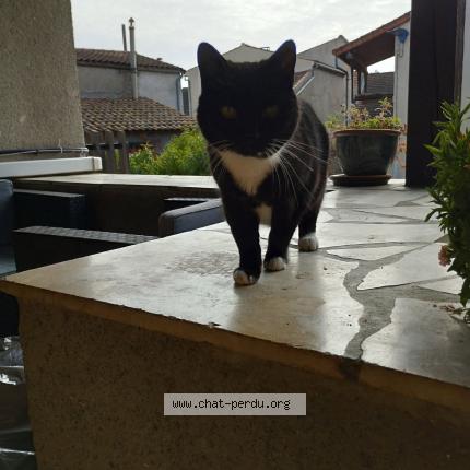 Photo 2/2 reglisse Chat lost in Davayat