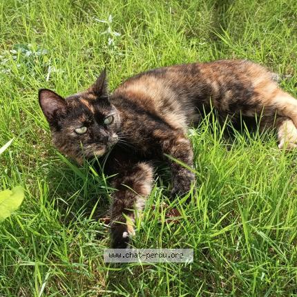 Photo 1/1 Mogwai Chat lost in Saint jean sur mayenne