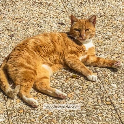 Photo 1/1 Roukou Chat lost in Prefontaines