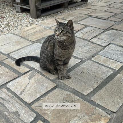 Photo 1/1 Found cat Found in Bobigny