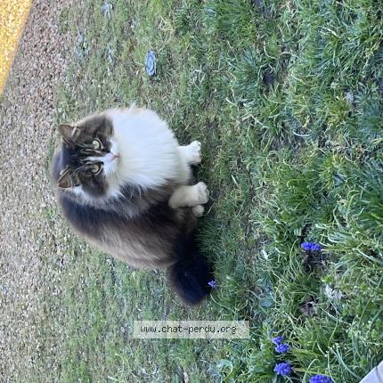 Photo 1/1 Zorro Chat lost in Challes