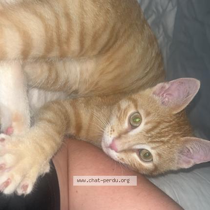 Photo 1/1 Mio Chat lost in Cahors