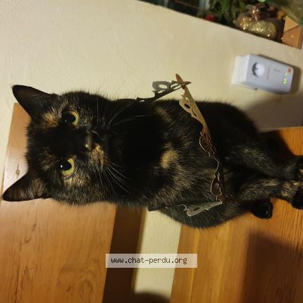 Photo 1/1 Minette Chat lost in Tramoyes