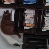 Picture of cat lost at Valencienne