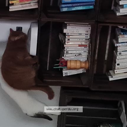 Photo 1/1 Gaspar Chat lost in Valencienne