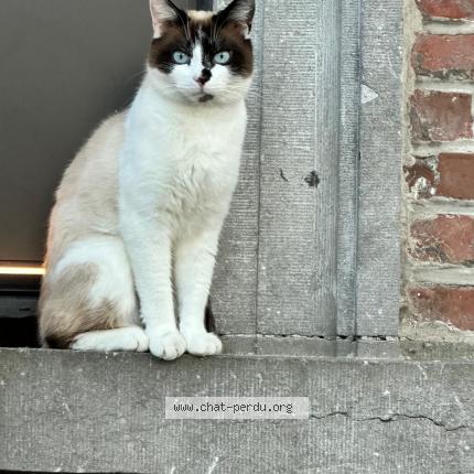 Photo 1/1 LOU Chat lost in Quievrain