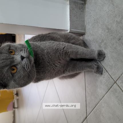 Photo 1/1 Firtina Chat lost in Bischwiller