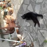 Picture of cat lost at Manduel