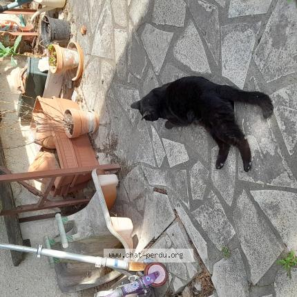 Photo 1/1 Onyx Chat lost in Manduel