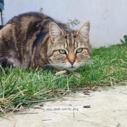 Photo 1/1 Rizla Chat lost in Morieres les avignon