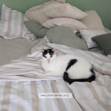 Photo 1/1 Pepsi Chat lost in Chaponnay