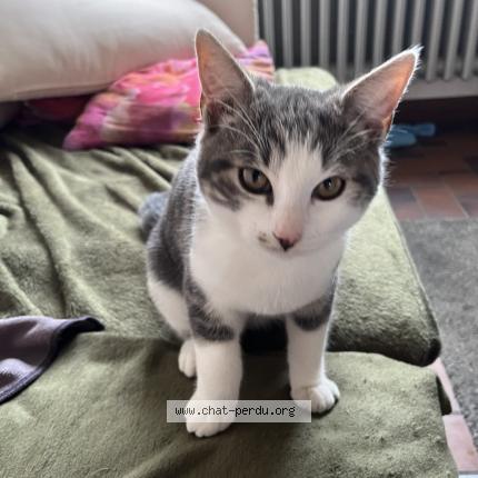 Photo 1/1 Atome Chat lost in Saint martin de brehal