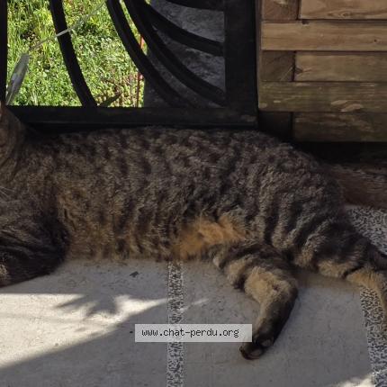 Photo 1/1 Sigrou Chat lost in Meyzieu