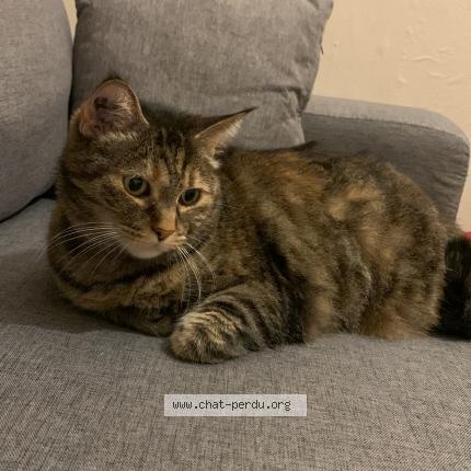 Photo 1/1 Chatoune Chat lost in Le pouliguen