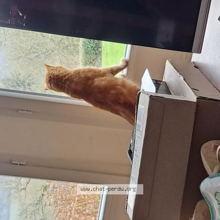 Photo 1/1 Guigui Chat lost in Motreff