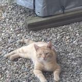 Picture of cat found at St Didier Sur Chalaronne