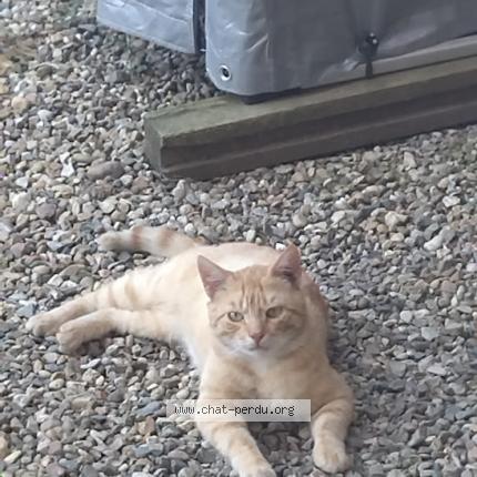 Photo 1/1 Found cat Found in St didier sur chalaronne
