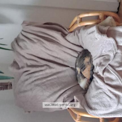 Photo 1/1 ÉZÉkiel Chat lost in Lesperon