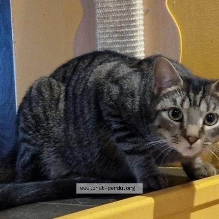 Foto van vermiste kat in Molenbeek Saint Jean