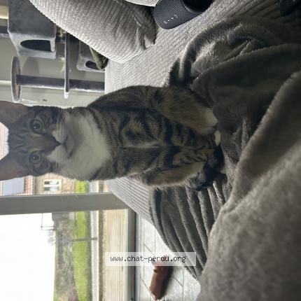 Foto 1/1 Kat teruggevonden Vermist in Perwez
