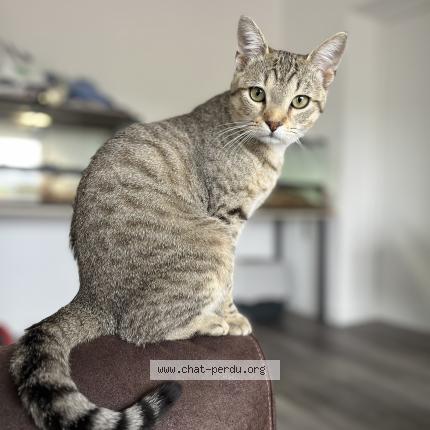 Photo 1/1 Wladi Chat lost in Anzin saint aubin