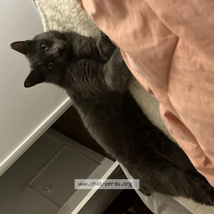 Photo 1/1 Petit Poney Chat lost in Chemaze