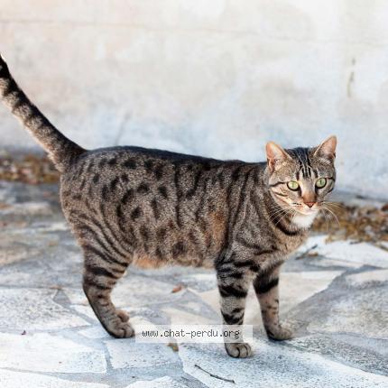 Photo 1/1 Silver Chat lost in Pezenas