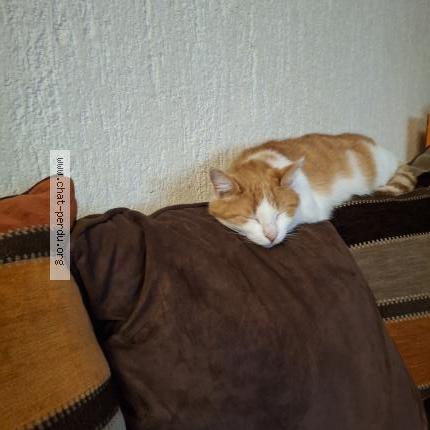 Photo 1/1 Helios Chat lost in Saint brisson sur loire