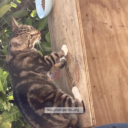 Photo 1/1 Found cat Found in Guecelard