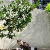 Picture of cat found at Maisons Alfort