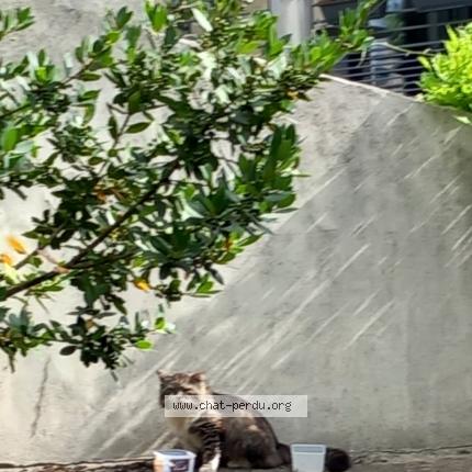 Photo 1/1 Found cat Found in Maisons alfort