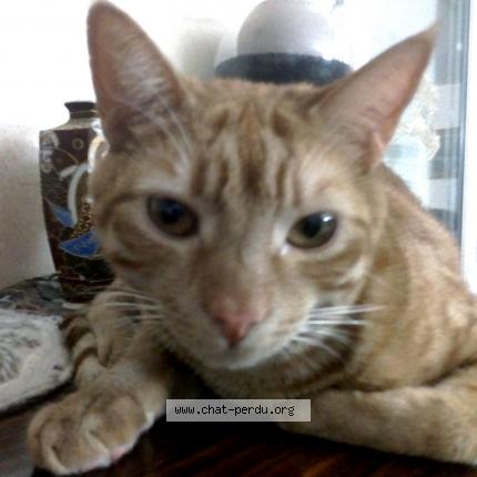 Photo 1/1 Cat reunited Lost in Villeneuve tolosane