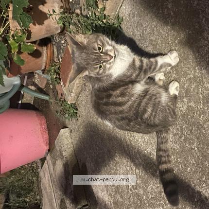 Photo 1/1 Chabata Chat lost in Adissan