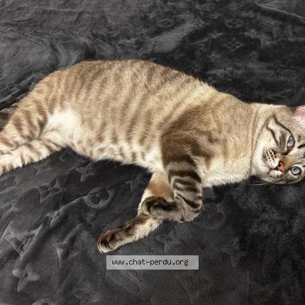 Photo 1/1 Touti Chat lost in Arpajon