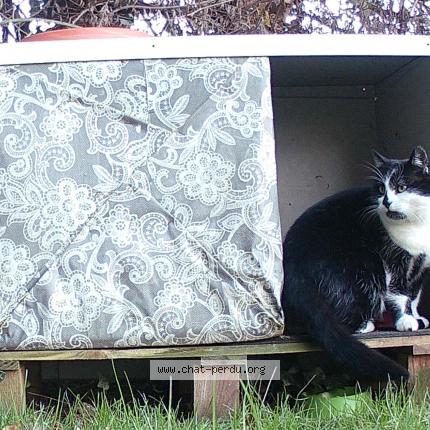 Photo 1/1 Blanche-neige Chat lost in Colmar