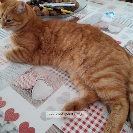 Photo 1/1 Fripouille Chat lost in Noisy le grand