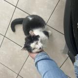 Picture of cat lost at Villers Bocage