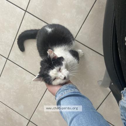 Photo 1/1 Billie Chat lost in Villers bocage